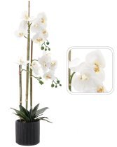 Chomik - Künstliche Orchidee – weiß, 2er-Set – HID4764