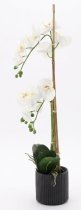 Chomik - Künstliche Orchidee – weiß, 2er-Set – HID4764