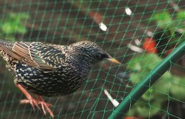 Chomik - Vogelschutznetz 5x10 m (18 g/m²) + 10 Kunststoffstifte - JAW5160